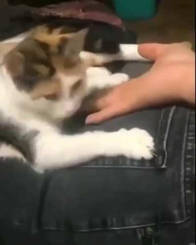 Mr. Mittens needs to chill