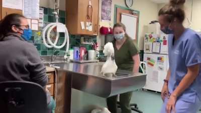 Sydney the male cockatoo having a blast at the vets