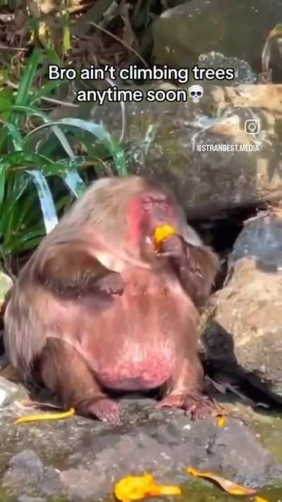 of a monkey