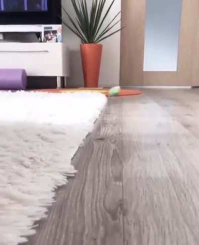 SpeedyBirb