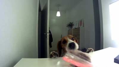 "If I can reach it, it’s mine!“ - Any Beagle