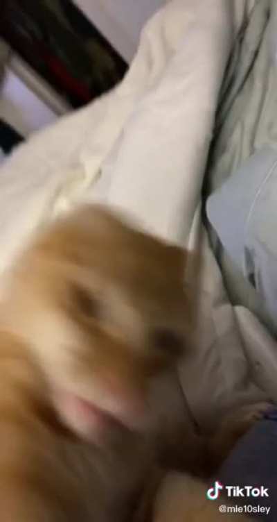 Angry Pussy Cat