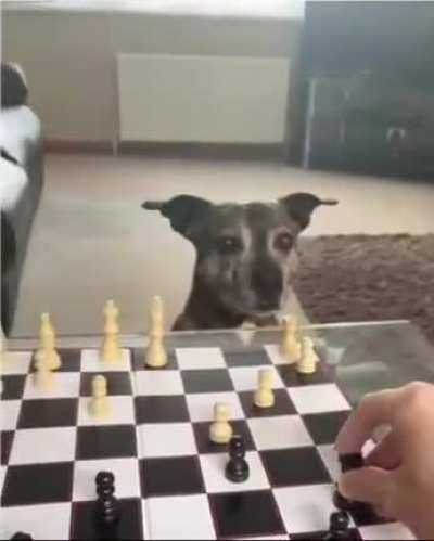 Check the dog ?