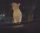 Cats attention up in trees then the world has come to a end