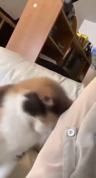 gimme pets now :(