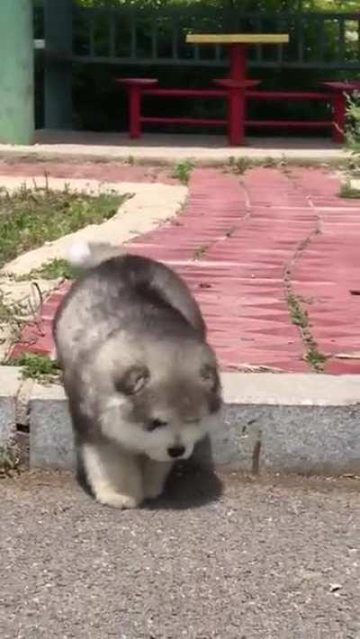 Doggie ?