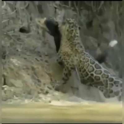 ? Jaguar called "Scarface" hunts a crocodile