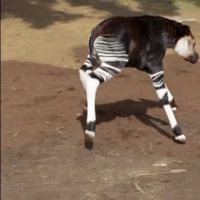 ?Despite having Zebra-like features, Okapi is the only living relative to Giraffe..