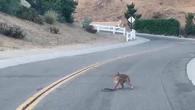 ? Street fight - Bobcat vs Rattler