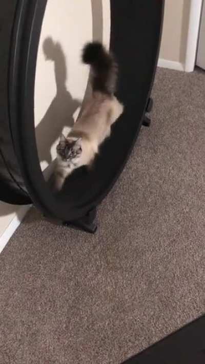 My cat likes to walk on her wheel while I’m on my exercise bike. The way she looks at me makes my heart melt ??