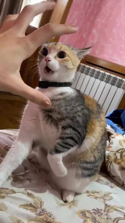 Fighter Cat