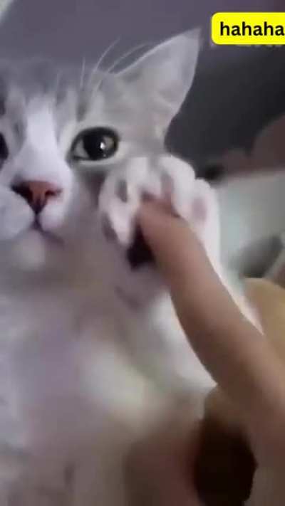 Best friendly cat