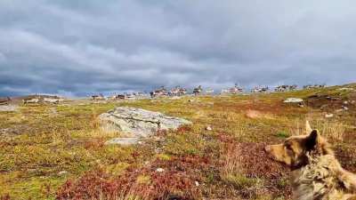 ? Mushroom season has started, and reindeer are rushing to the tundra to eat them, and i think we all know why they are in a hurry
