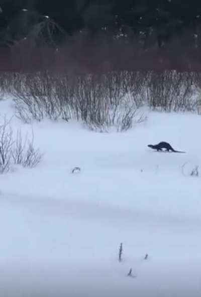 ? a sliding Otter ?