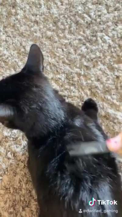 Kid slaps his cat for tik tok views...