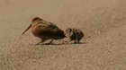 Dancing across a road with their mother