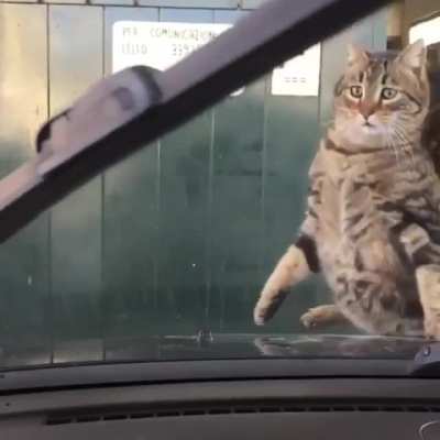 Cat startled by windshield