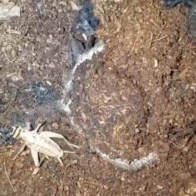 ? Trapdoor spiders build homes with an actual ‘hinged’ door . Silk is left outside these doors, a kind of trip line that vibrates when trespassers cross it, alerting the spider to a potential meal. A huge surprise for passing insects