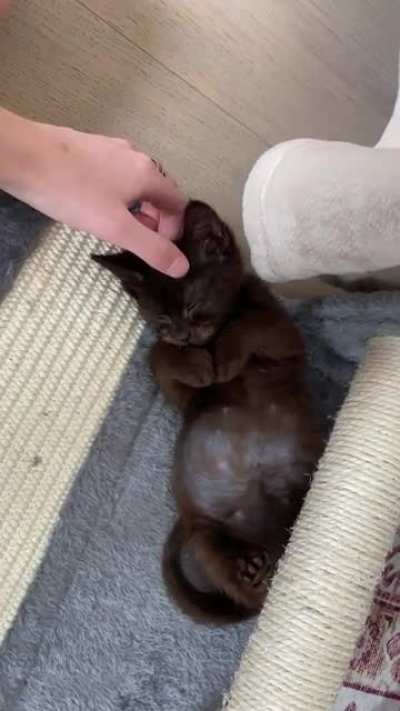 Foster kitten falling right asleep as I pet her ???