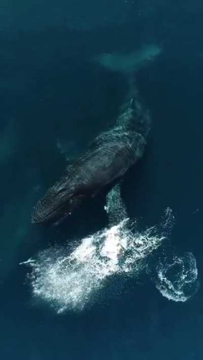 ? Humpback Whale plays with Dolphins ? ?