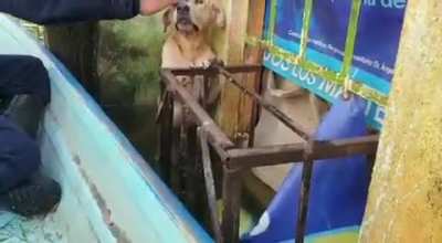 rescuing a good boy
