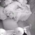 Little girl tucks in pitbull before bed
