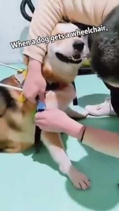 When a dog gets a wheelchair.. ?