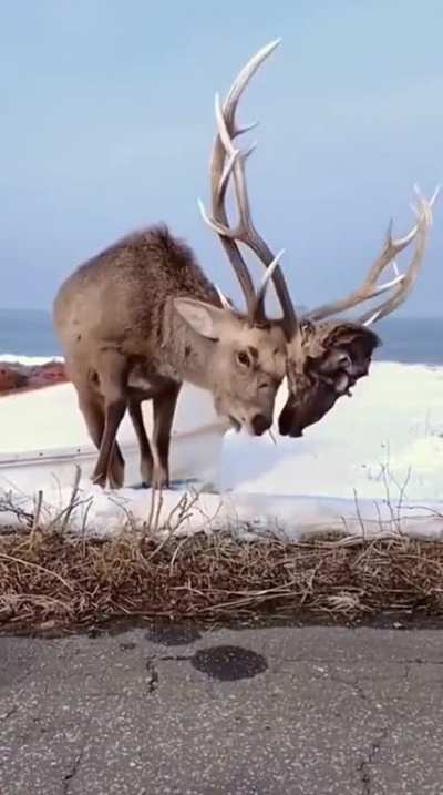 ? Deer with another deer's head stuck on it antler