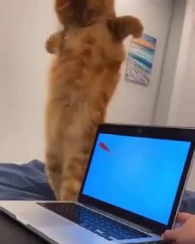 Becoming one with the fish ?