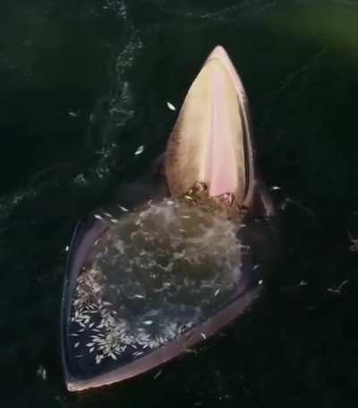 Drone footage of an Eden’s whale trap feeding strategy