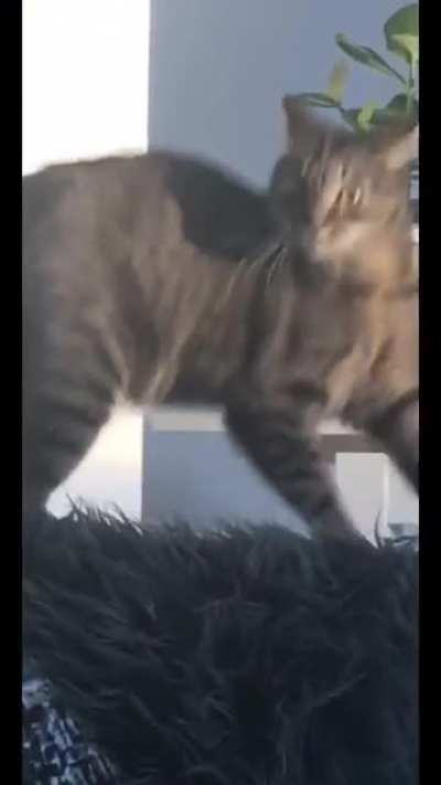Strange cat behavior