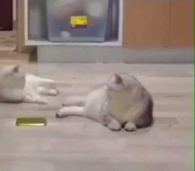Water bottle cat