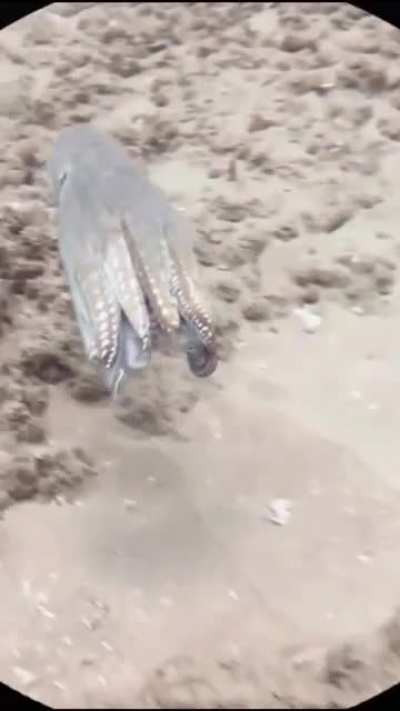 ? Octopuses truly know how to hide themselves ?