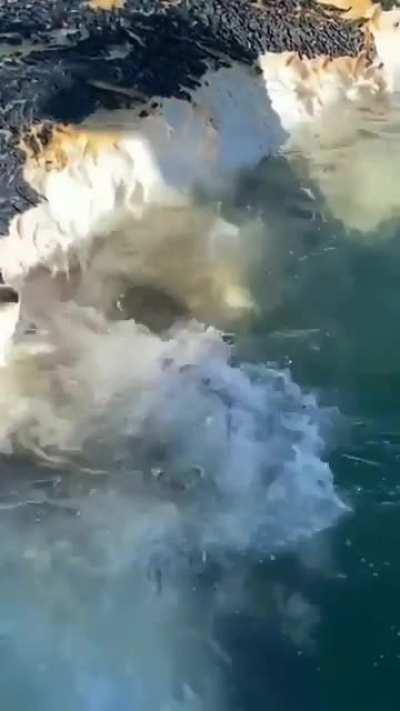 ? Big shark devourers fresh whale carcass