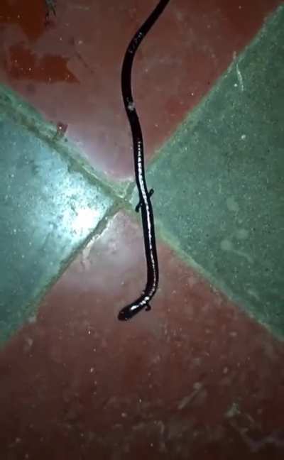 ? The Italian Three-toed skink looks truly alien ?