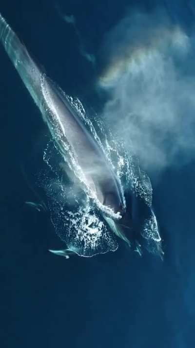 ? Blue whale and dolphins