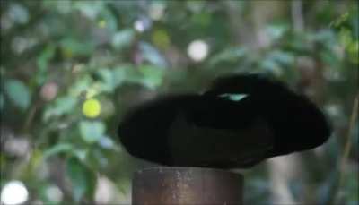 ? Victoria's Riflebird mid-performance