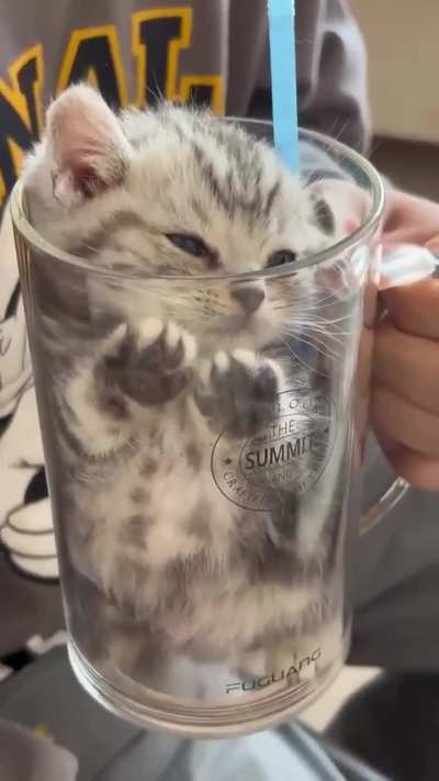Smol kitty wanted to get into the glass ?