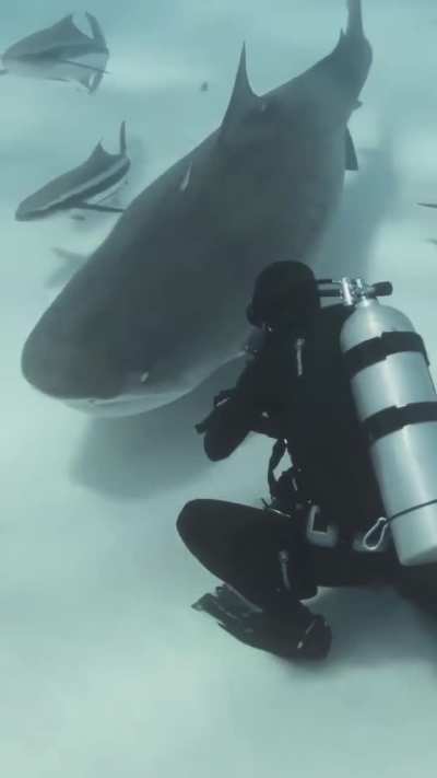 ?Diver's encounter with a group of sharks