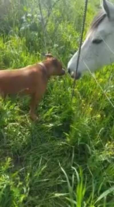 My dog started eating grass when she saw the horses were doing it
