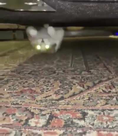 Weird cat walks upside down