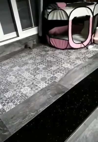 Shouldn't have touched the kitten.