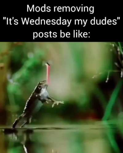 Not-TOAD-day dudes