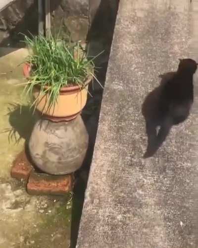 SIMPLE FUN