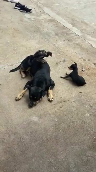 Play Time ?