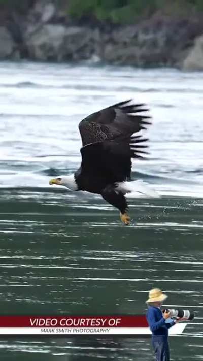 ? Eagle swallows a fish alive in mid air!