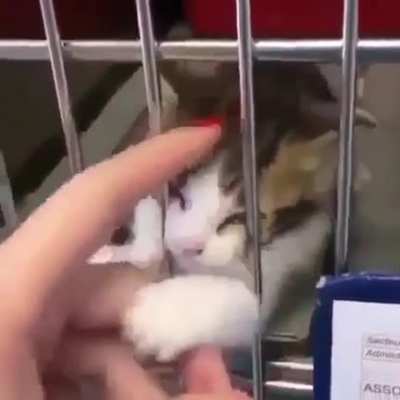 Pls adopt, don’t buy. ??