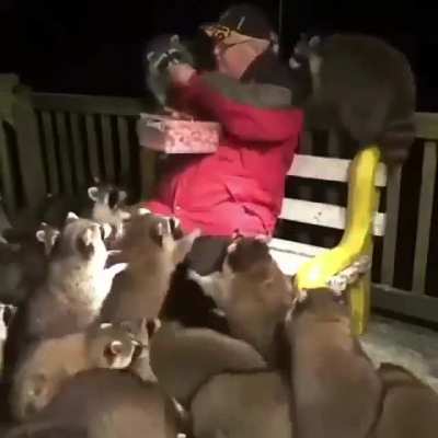 "Gotta be thirty raccoons, at least. I don't know where they all come from. Oh my God."