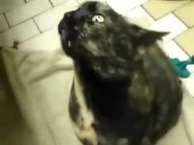 Demon cat.