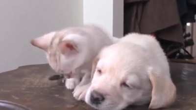 Best friends from the start of their life!